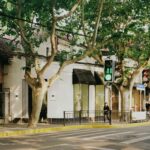 green and brown tree near white building
